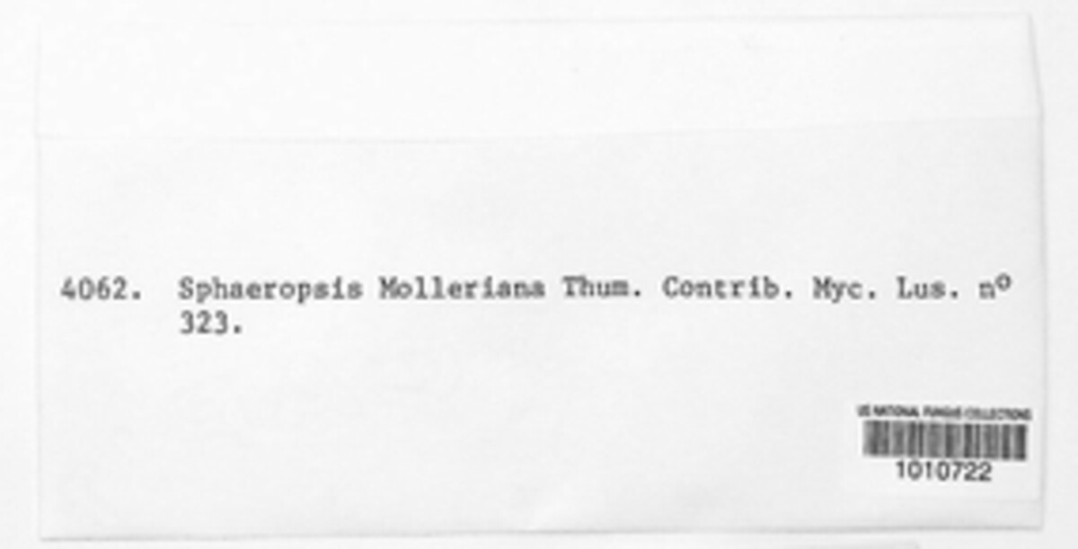 Phacidium mollerianum image